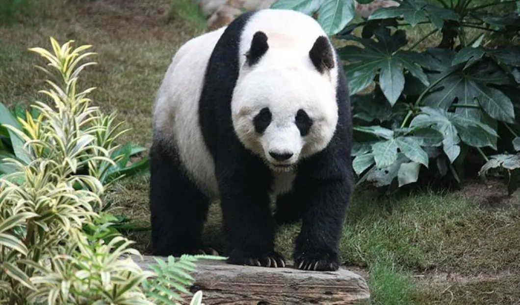 PANDY ZACHĘCĄ TURYSTÓW DO ODWIEDZENIA TOKIJSKIEGO ZOO?